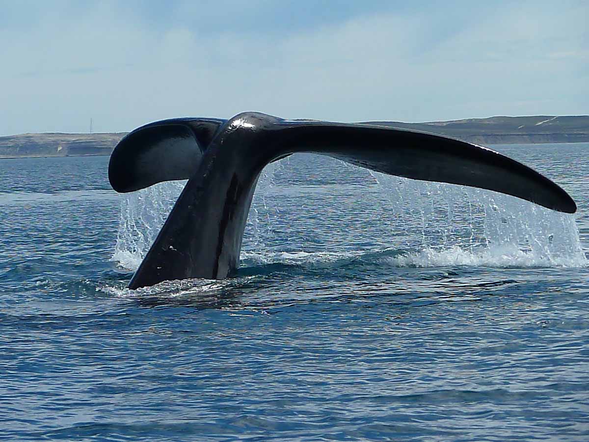 balena tofino