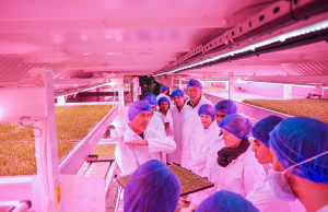 Londra, fattoria sotteranea: come visitarla