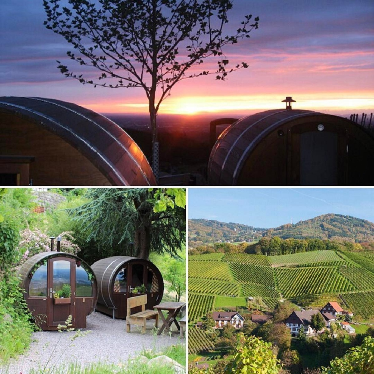 vino