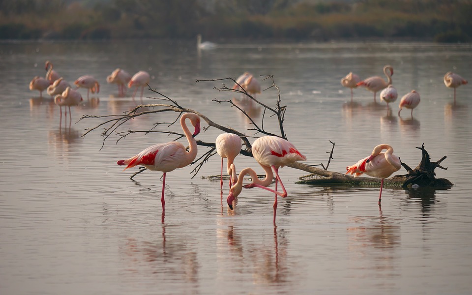 Camargue