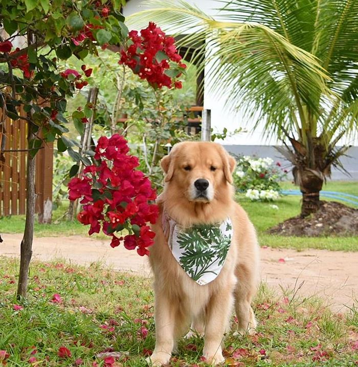 cane