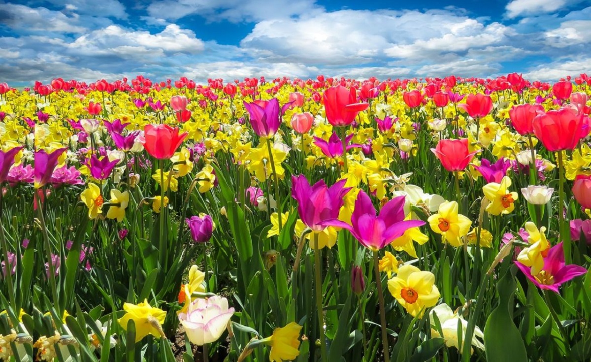 fiori