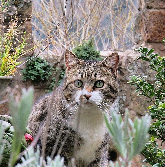 gatti