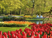 Olanda, Keukenhof: riapre il giardino di tulipani più famoso al mondo