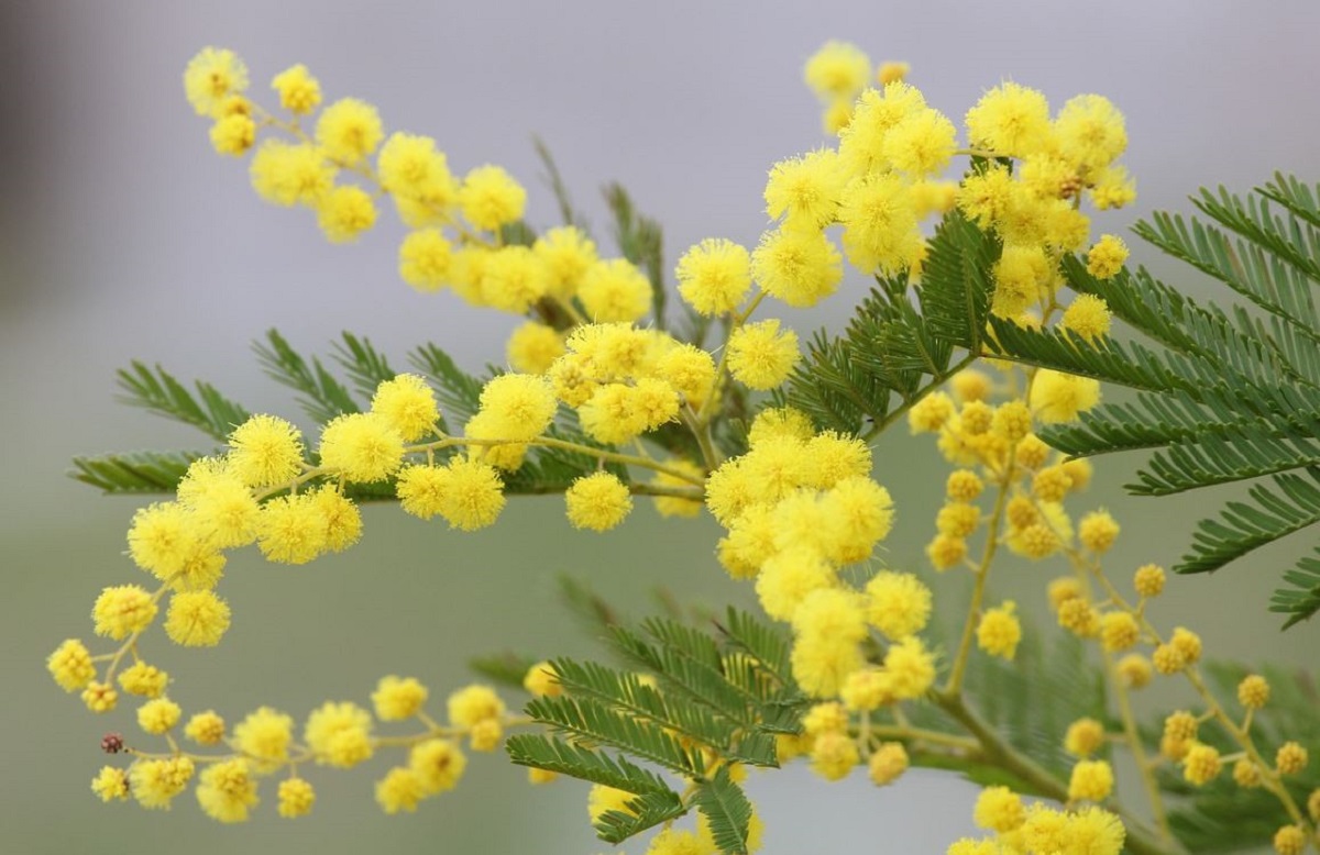 mimosa