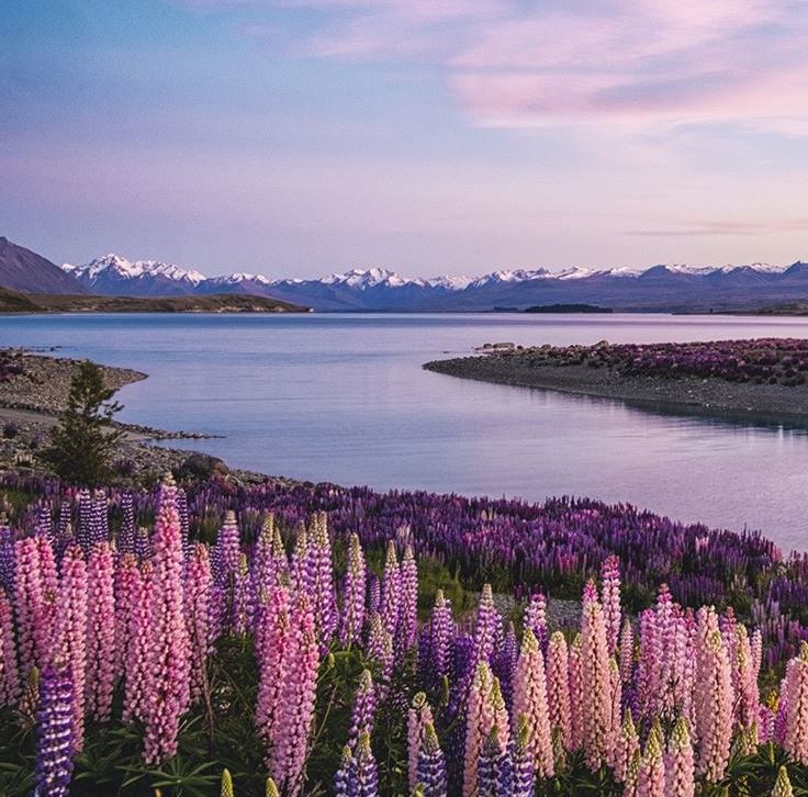 nz