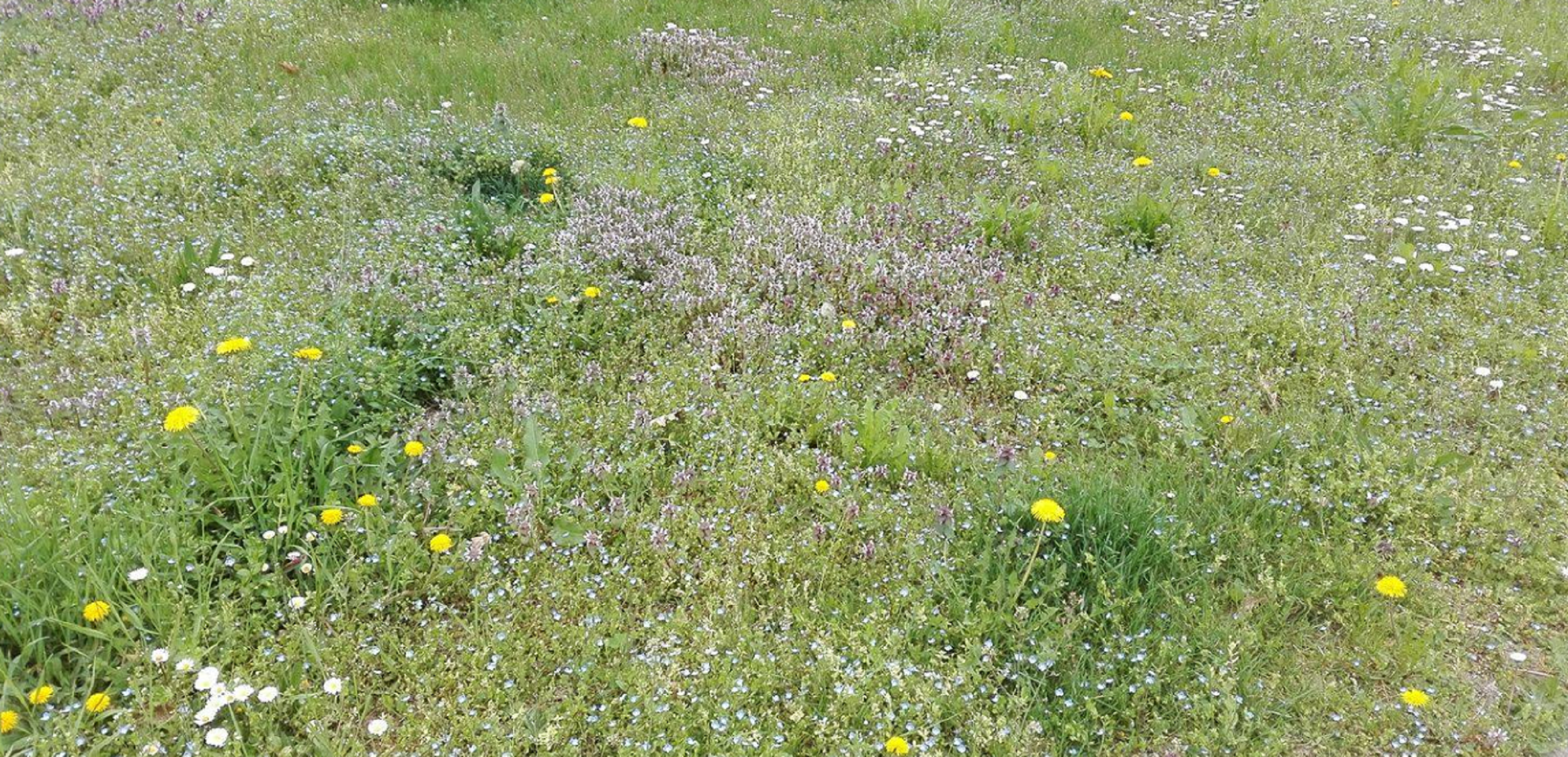 Meteo, temperature in aumento: è arrivata la primavera