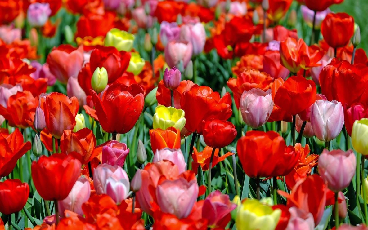 tulipani