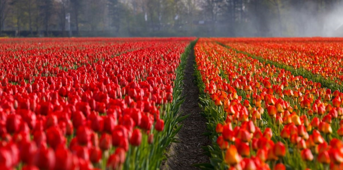 tulipano