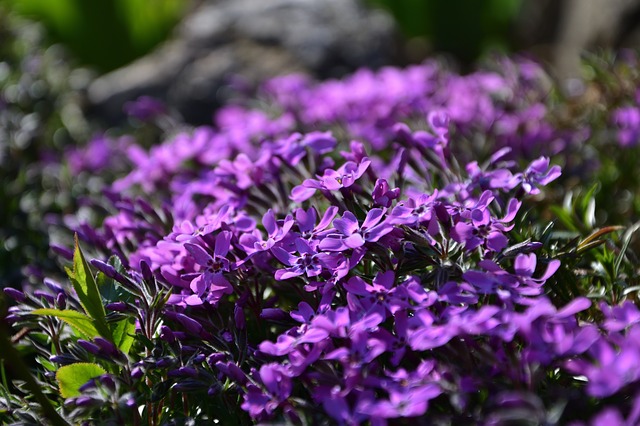 plamenka phlox