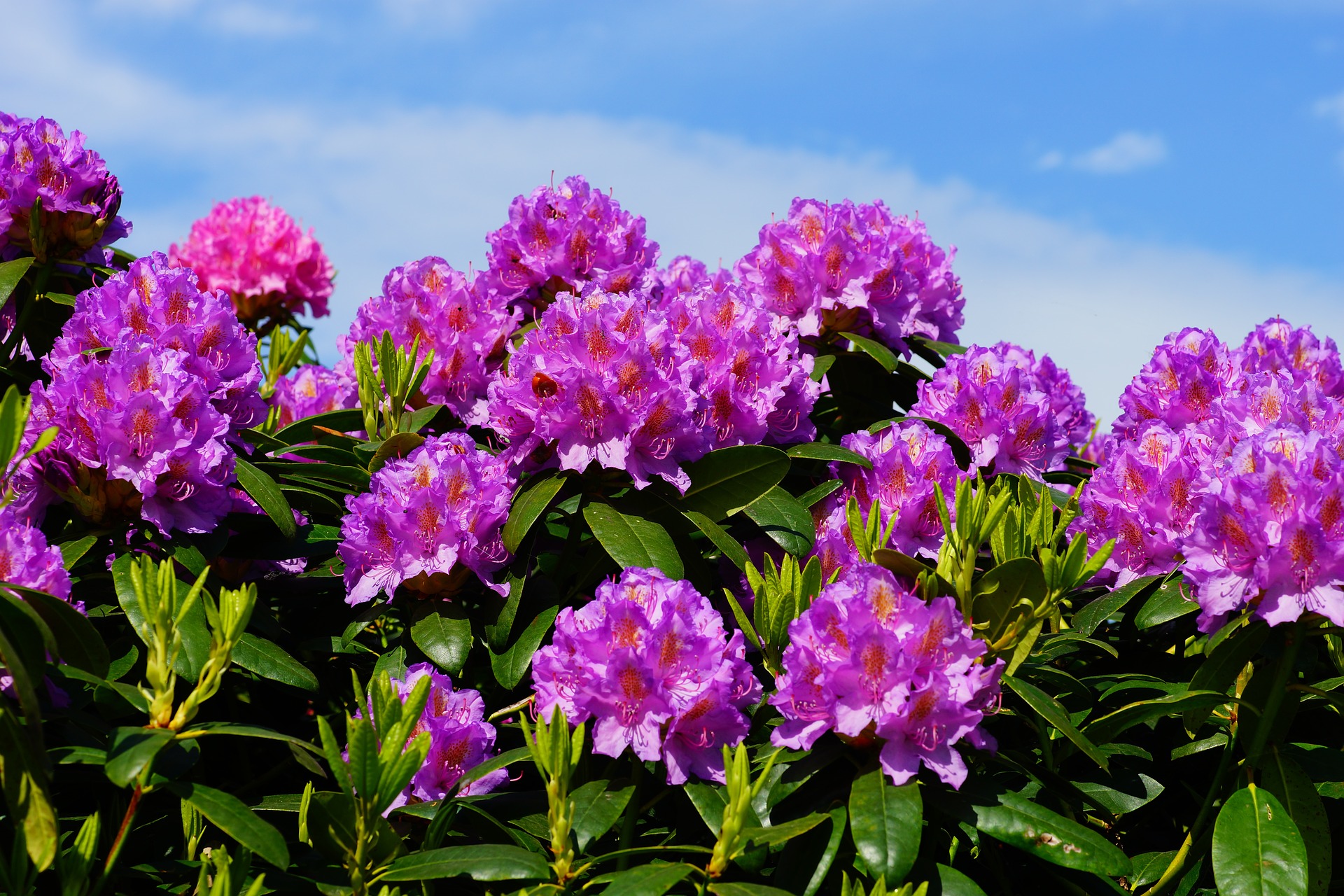 Conca dei Rododendri: come e quando visitarla