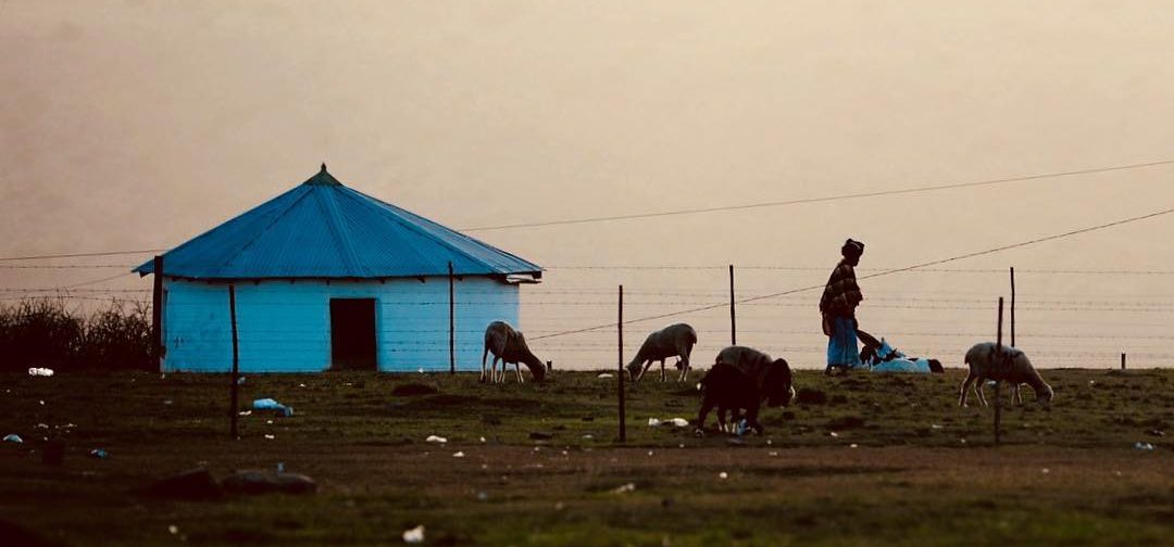 qunu pastorizia