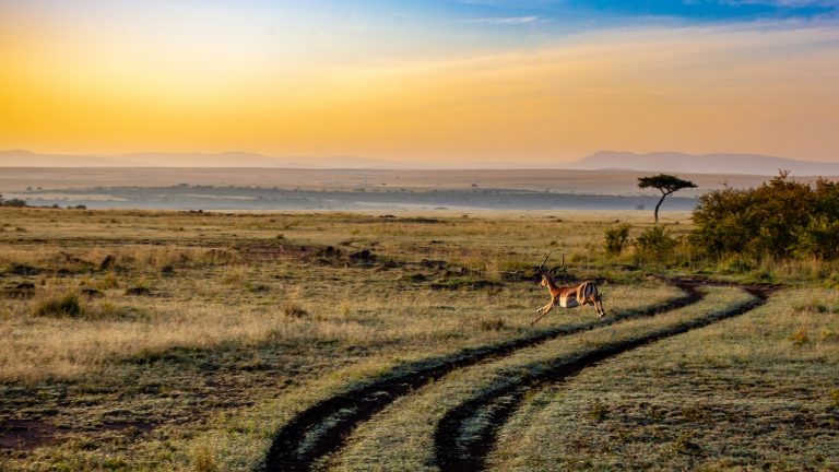 safari in africa