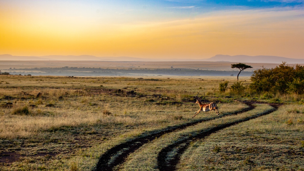 safari in africa