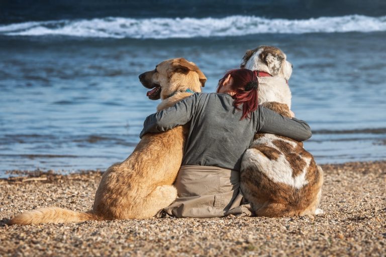migliori spiagge attrezzate per cani