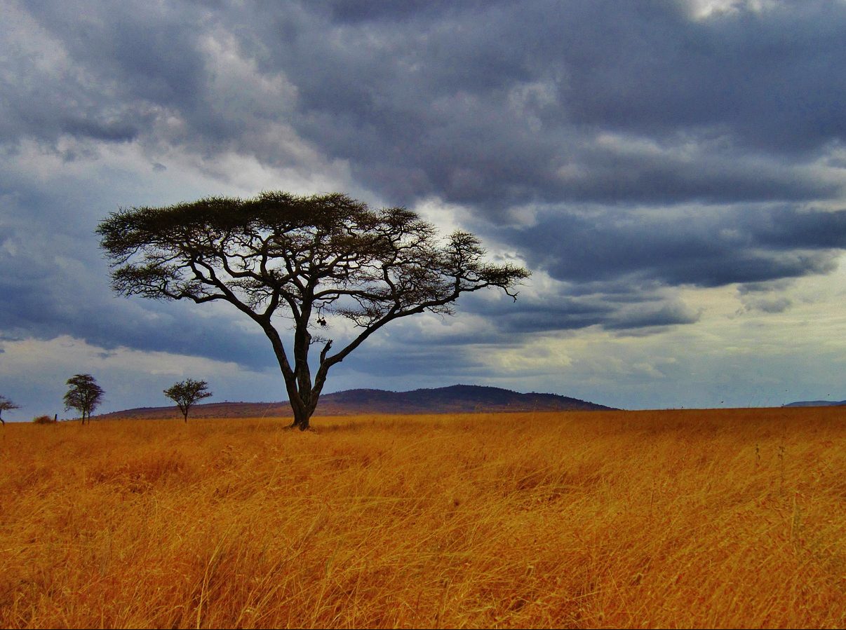 safari in tanzania