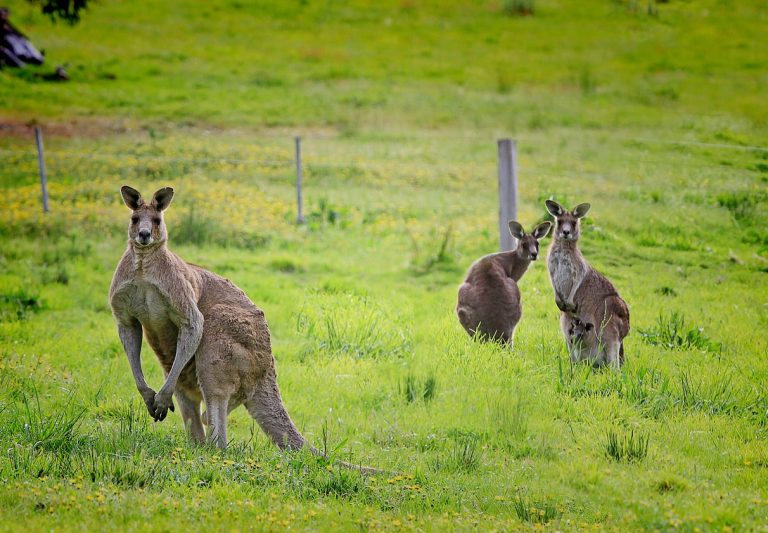 canguri australia