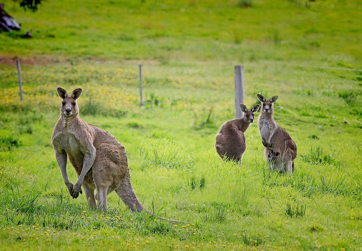 canguri australia