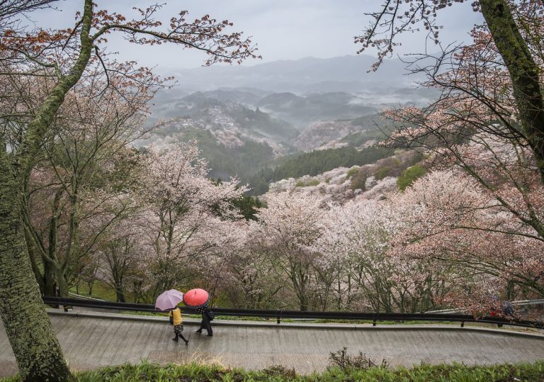 cosa vedere a nara in un giorno