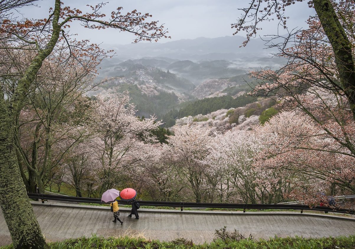 cosa vedere a nara in un giorno