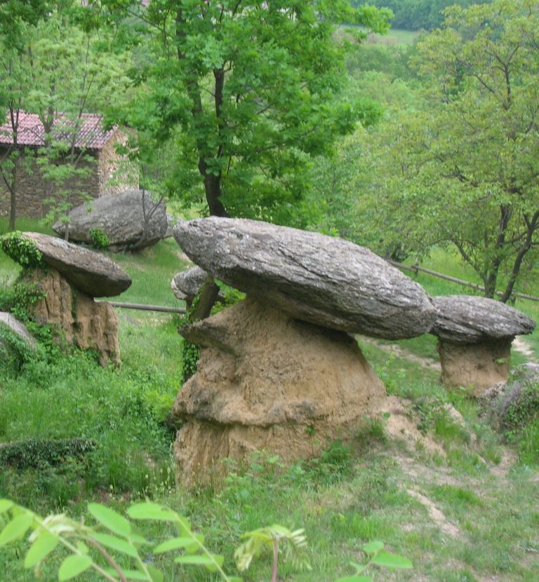 funghi giganti