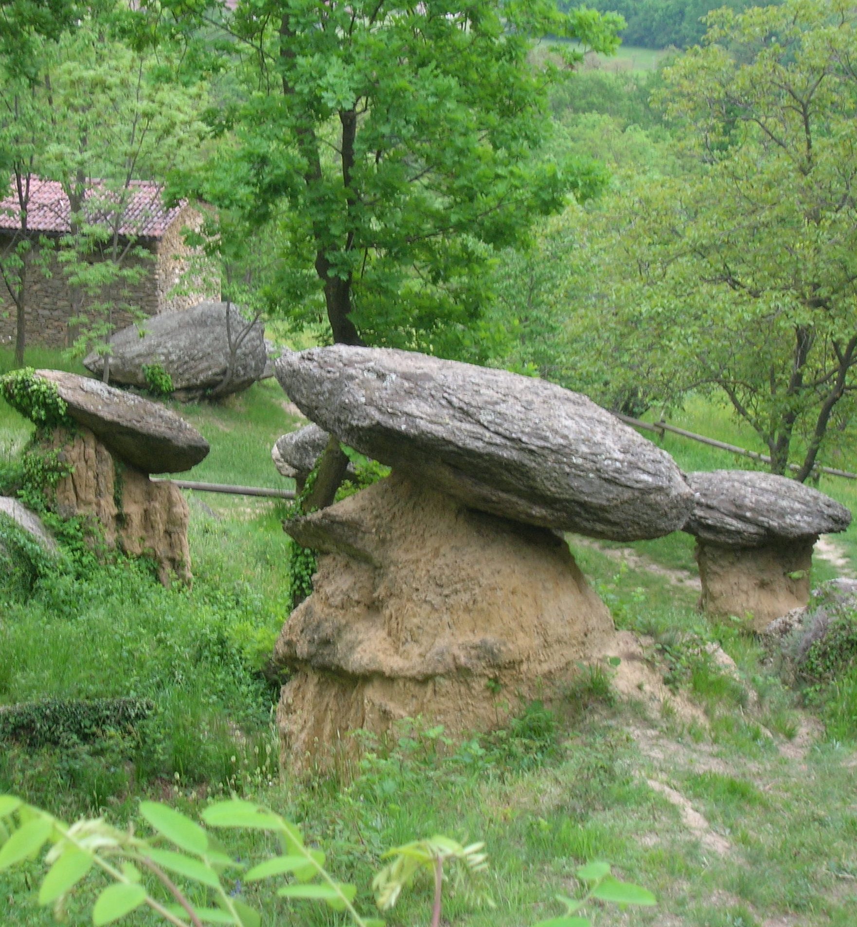 funghi giganti