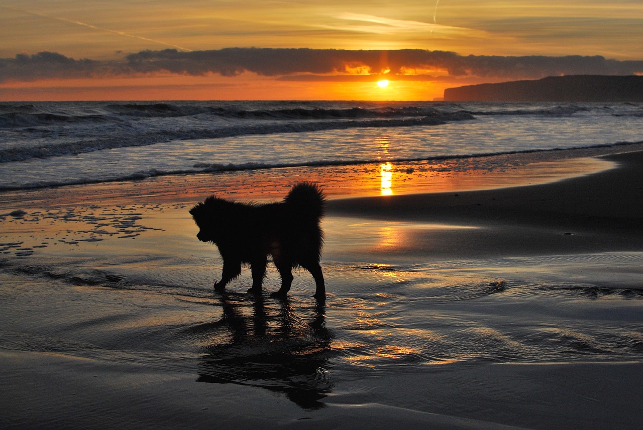 porto cesareo spiagge per cani