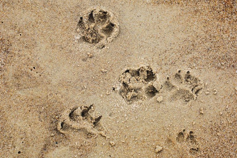 castellamare del golfo spiagge cani