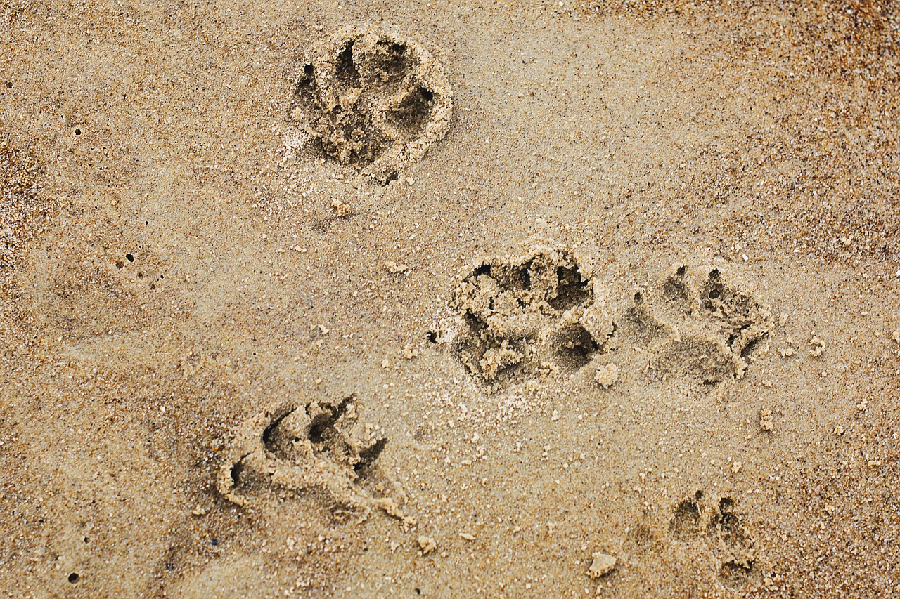 castellamare del golfo spiagge cani
