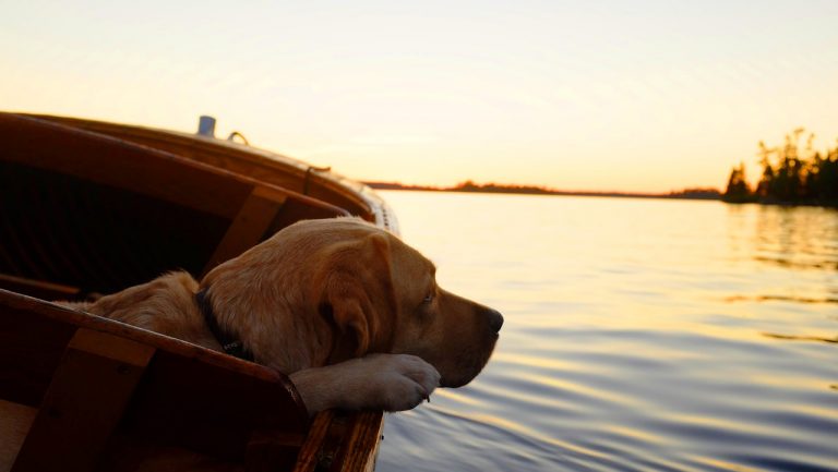lago di garda spiagge cani
