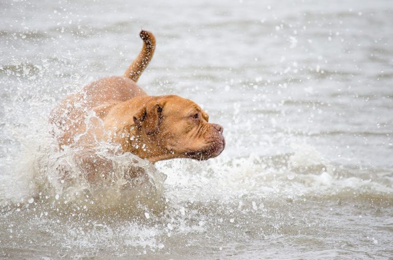 liguria spiagge per cani