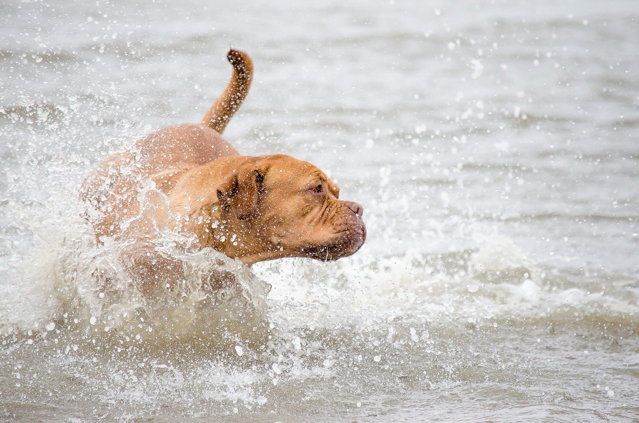 liguria spiagge per cani