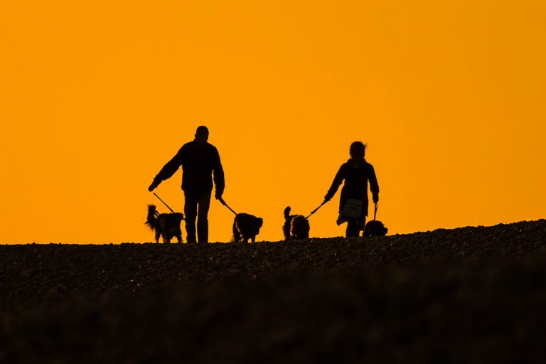 spiagge toscana per cani