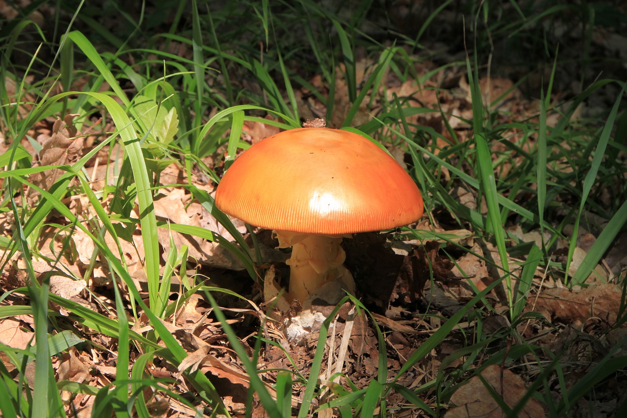 amanita caesarea