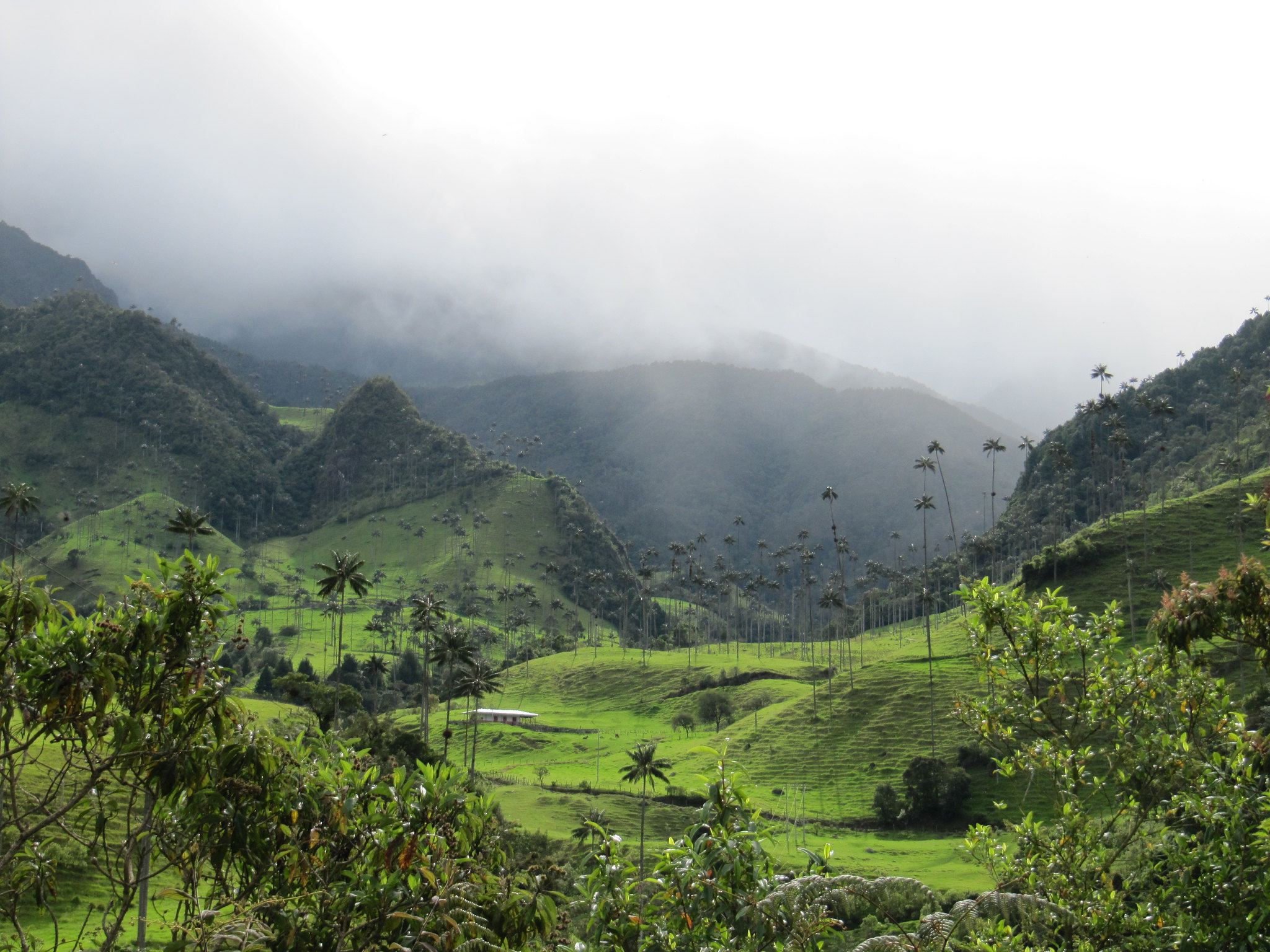 Cocora Valley