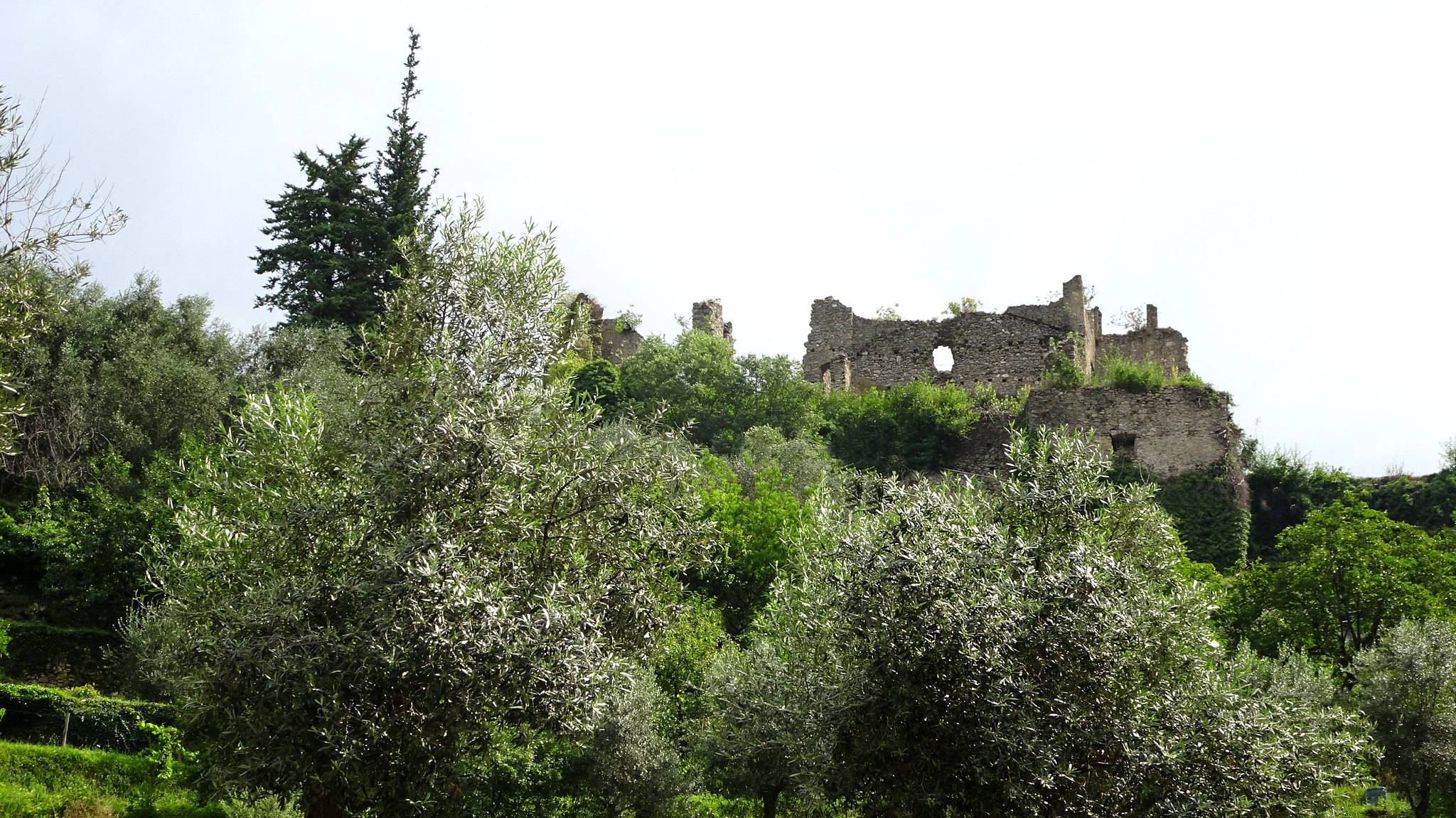 degustazione olio in liguria