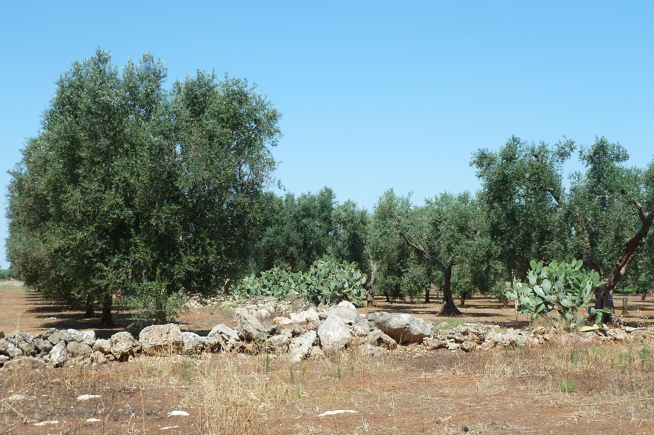 degustazione olio nel salento
