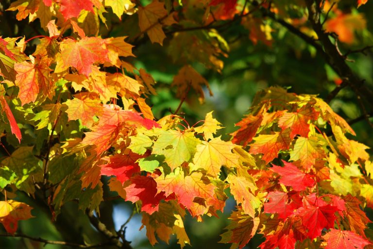 foliage