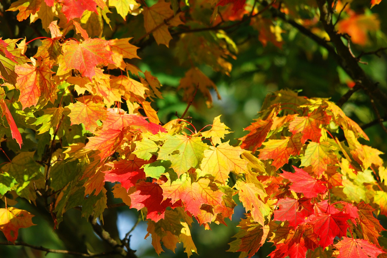 foliage