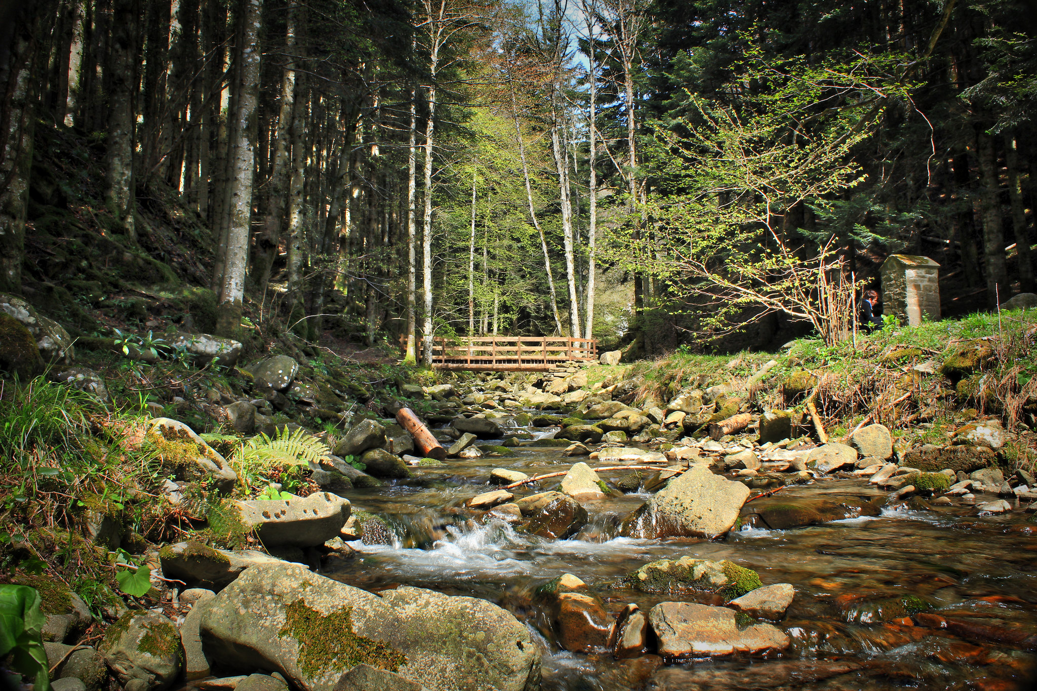 Foreste Casentinesi