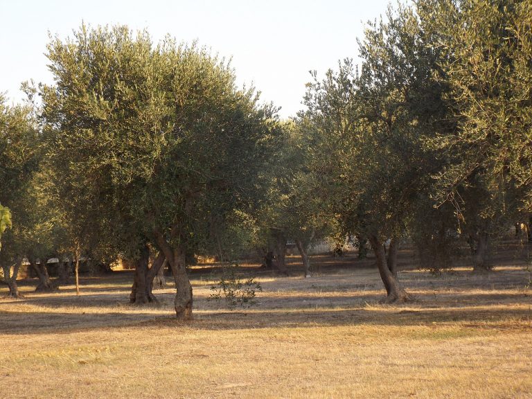 frantoi pugliesi