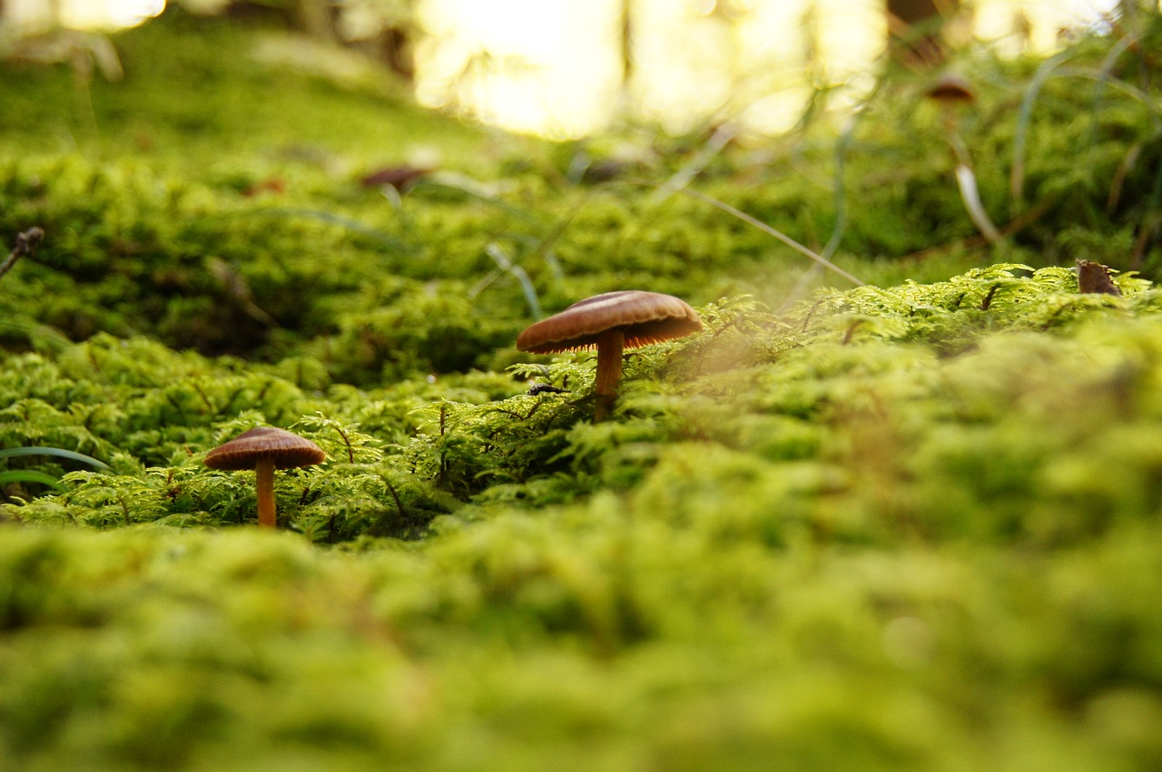 funghi alto adige