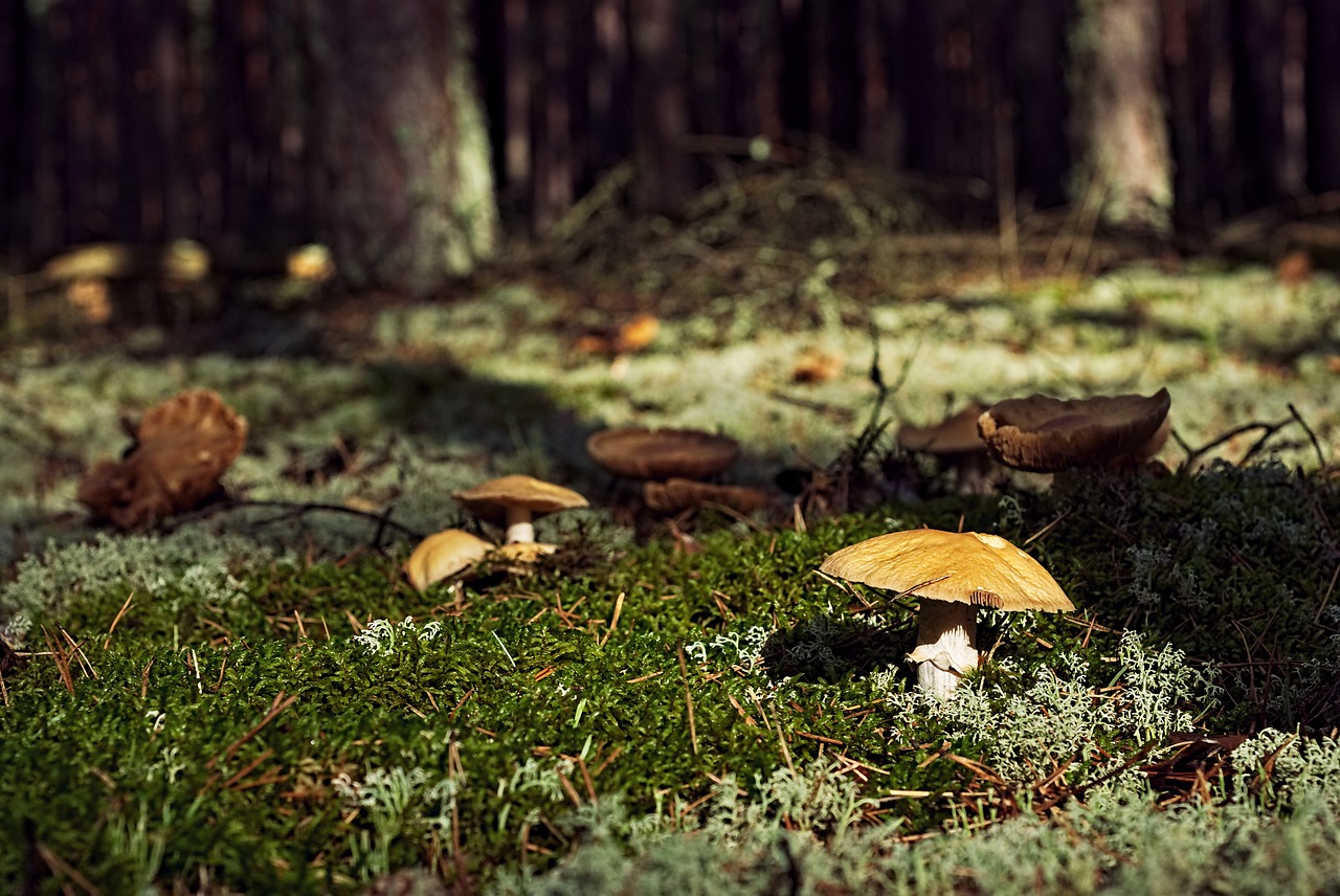 funghi piemonte