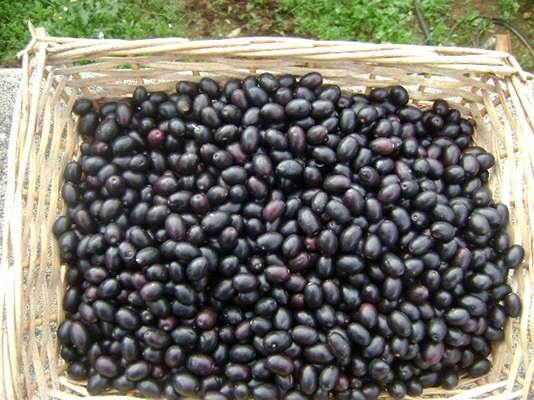 ogliarola