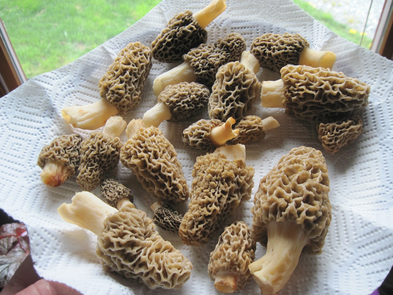 spugnola