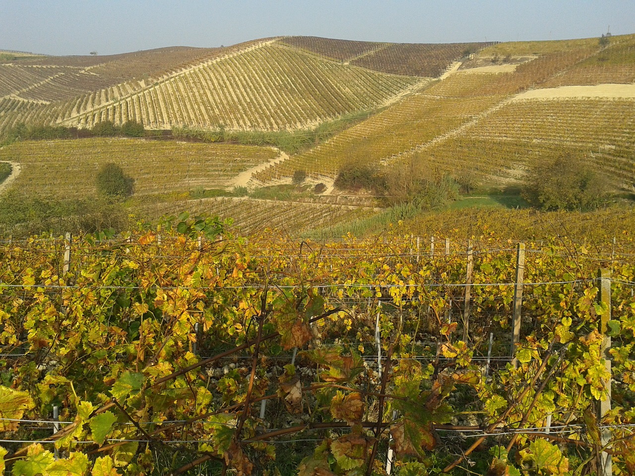 strada del vino monferrato