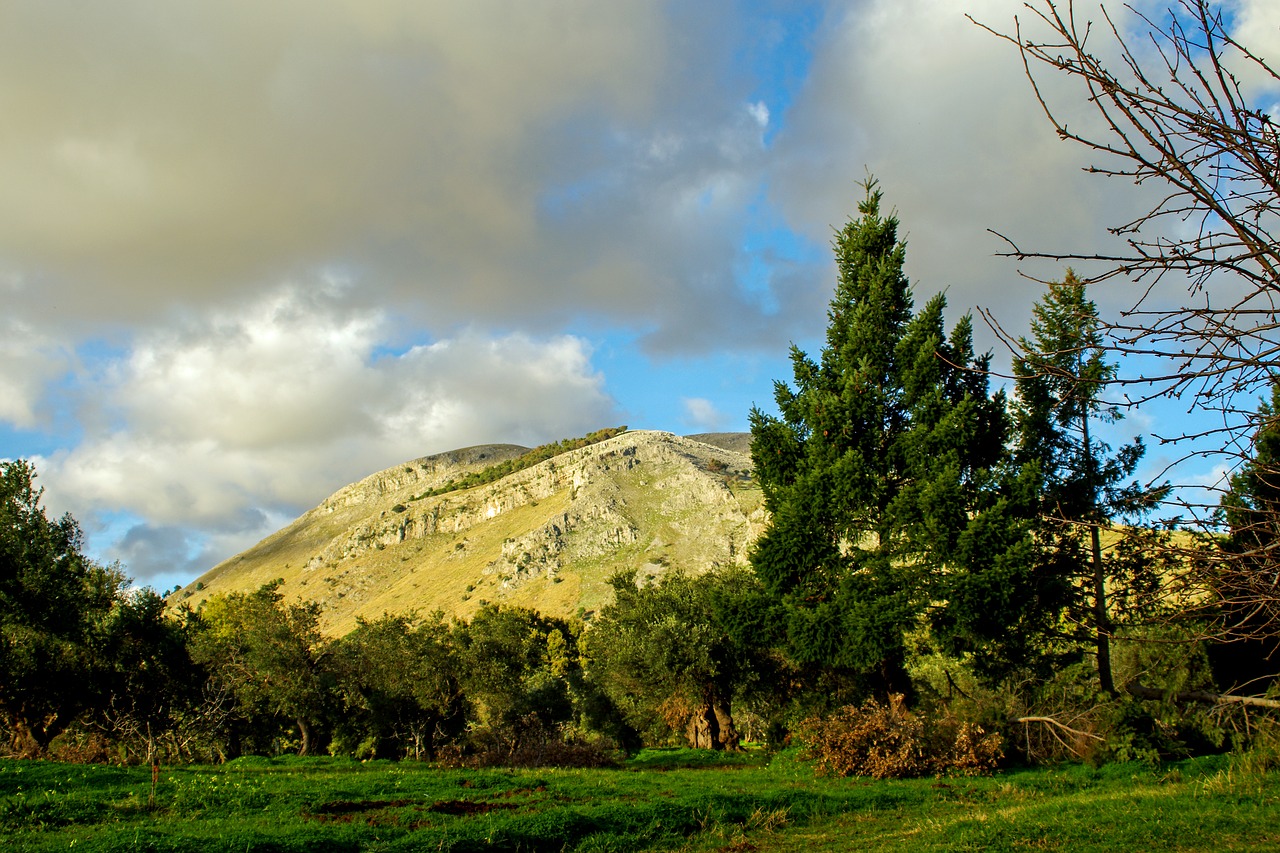 ulivi della calabria