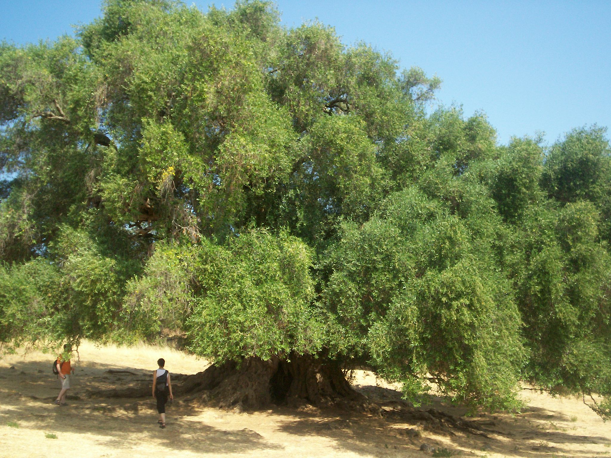 ulivi della sardegna