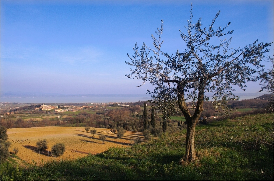 uliveti gardisani