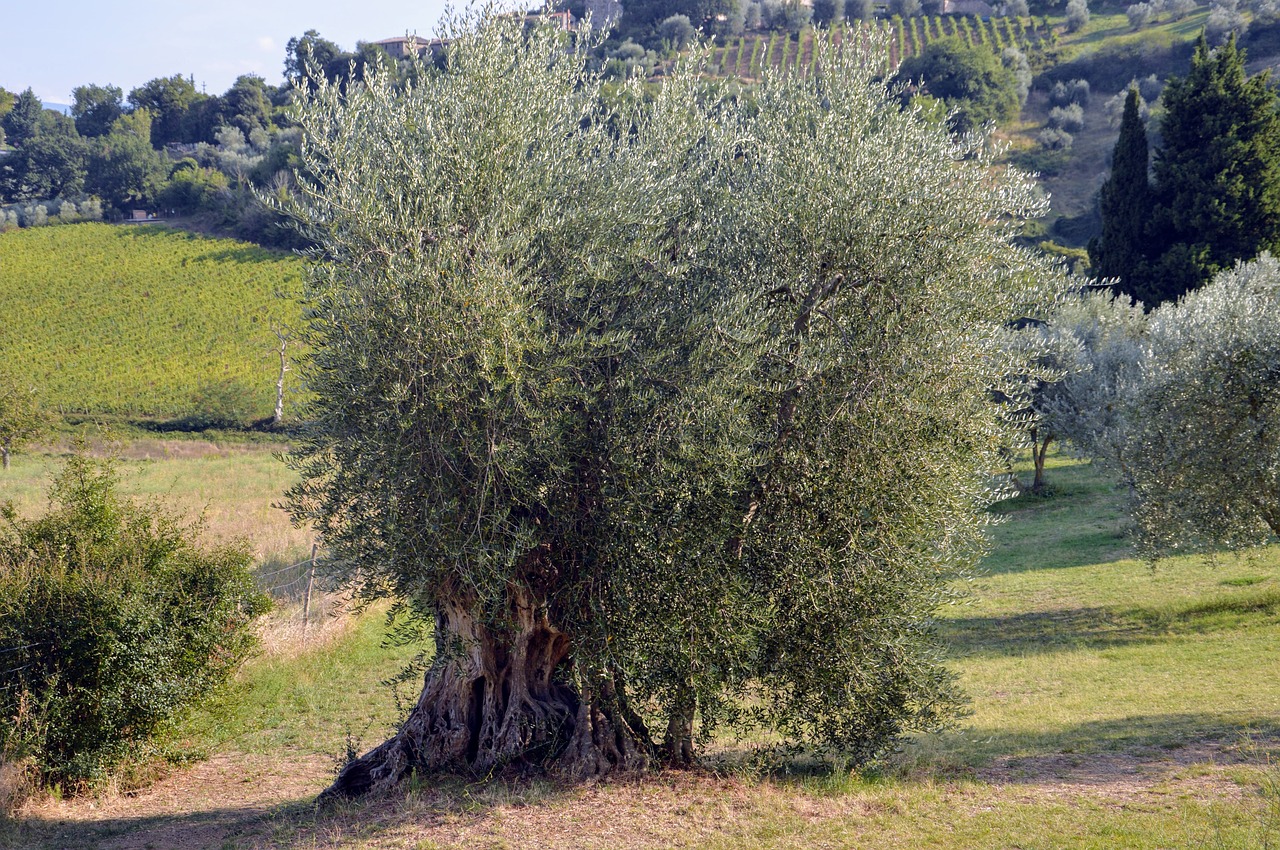 uliveti in toscana